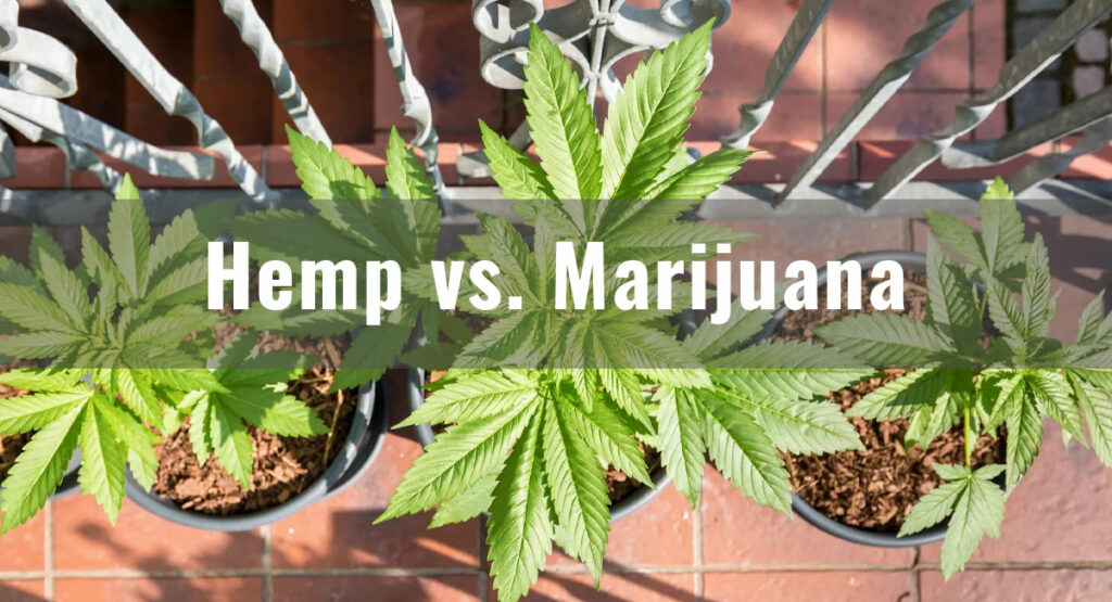 Hemp Vs. Marijuana: The Crucial Differences Explained - DosVape