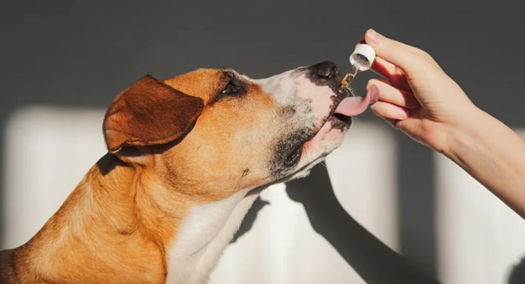CBD Oil for dogs