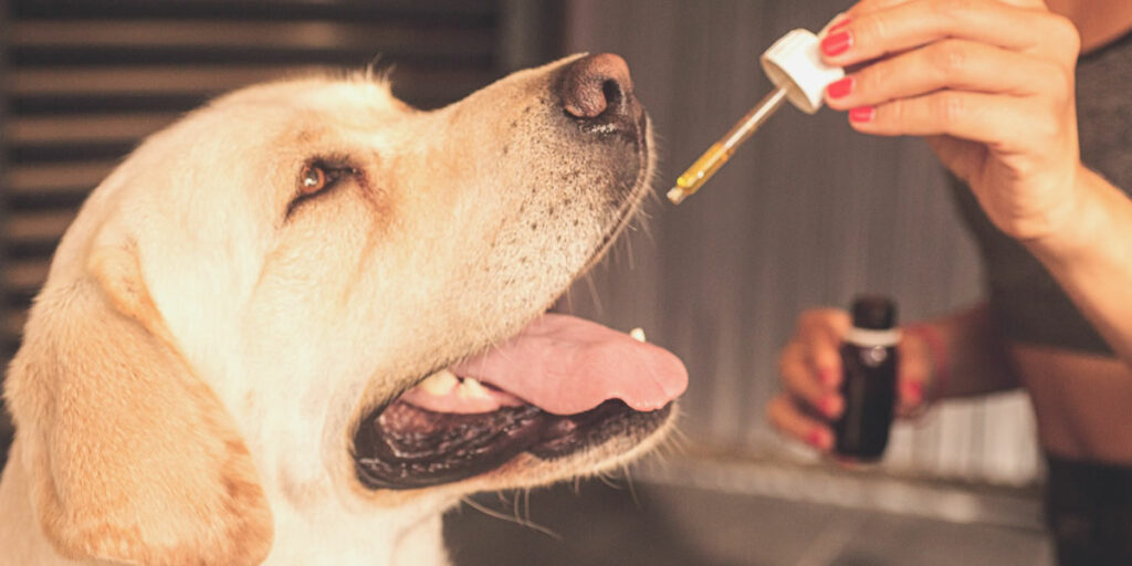 How CBD Works in Dogs