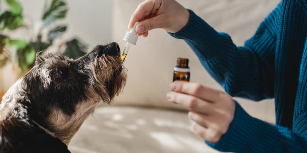 CBD Product Types for Dogs