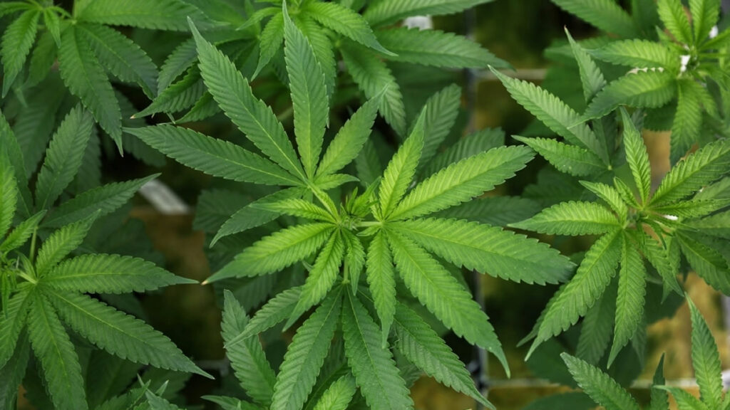 Marijuana Reclassification, Schedule III